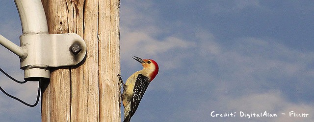 woodpecker